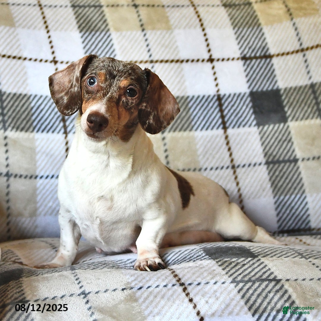 Miniature Dachshund dogs for sale: Timmy - Image 6