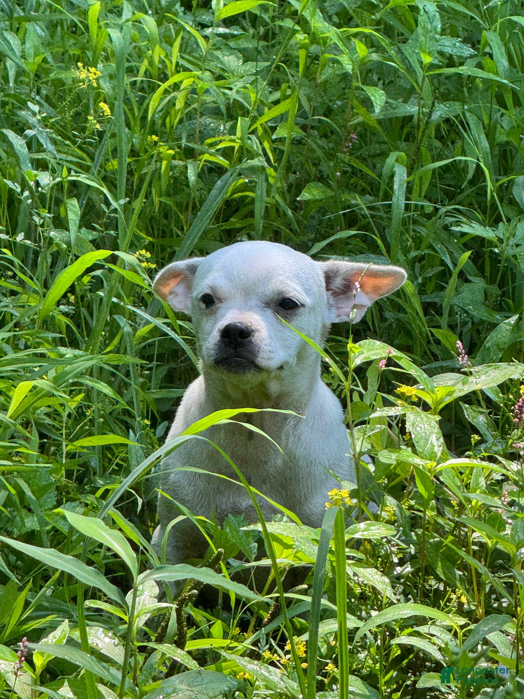 Chihuahua dogs for sale: Bianca - Image 2