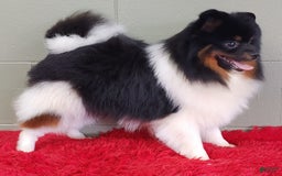 Pomeranian dogs for sale: Dude - Image 5