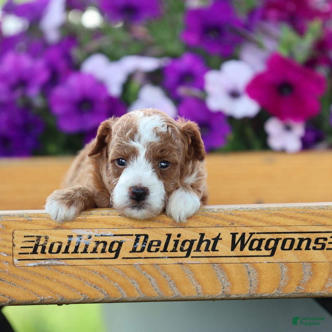 Toy Poodle dogs for sale: Dewey - Image 5