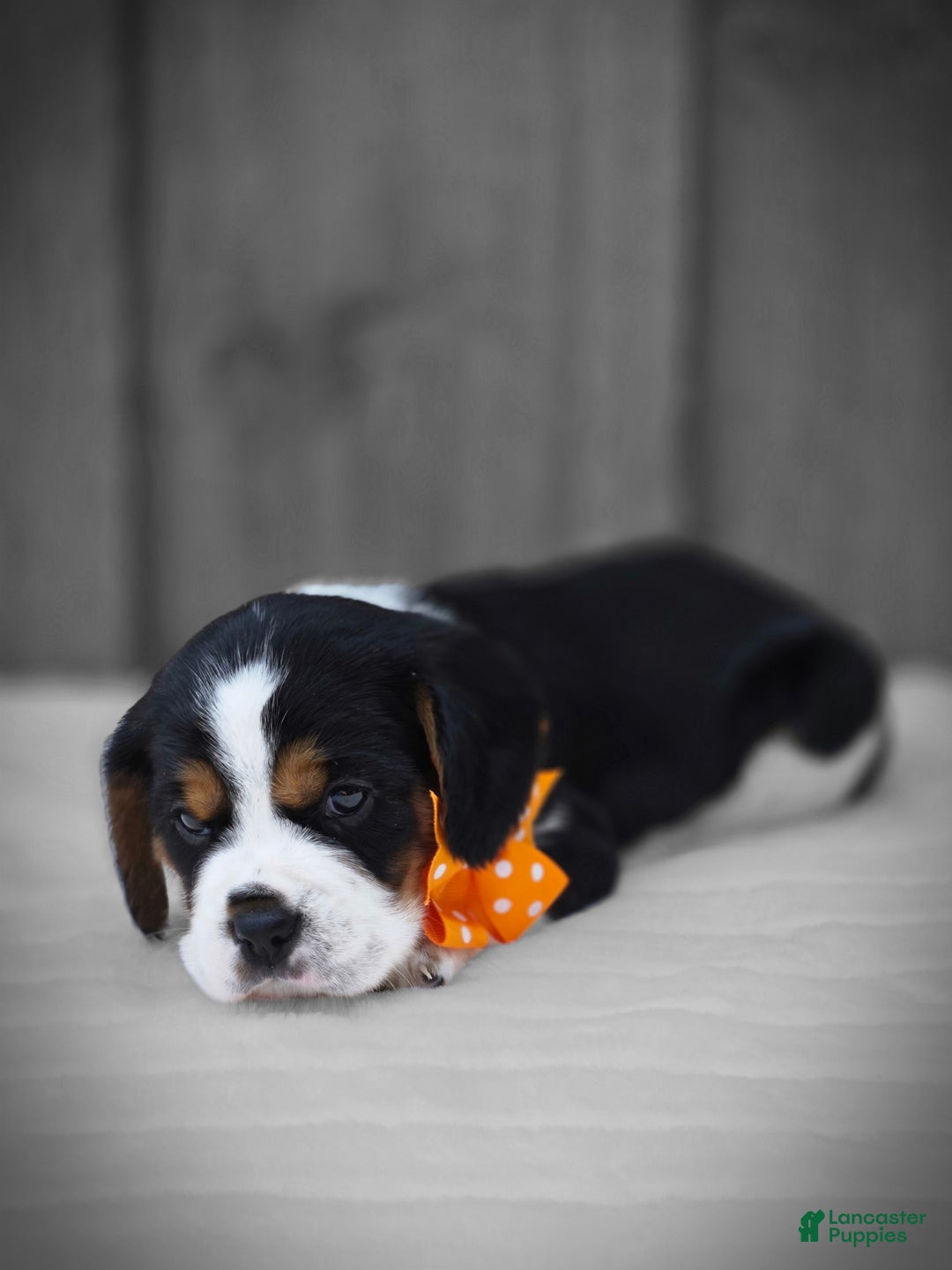 Beaglier dogs for sale: Oscar - Image 9