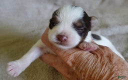 Yorkshire Terrier dogs for sale: Raleigh chocolate parti - Image 8