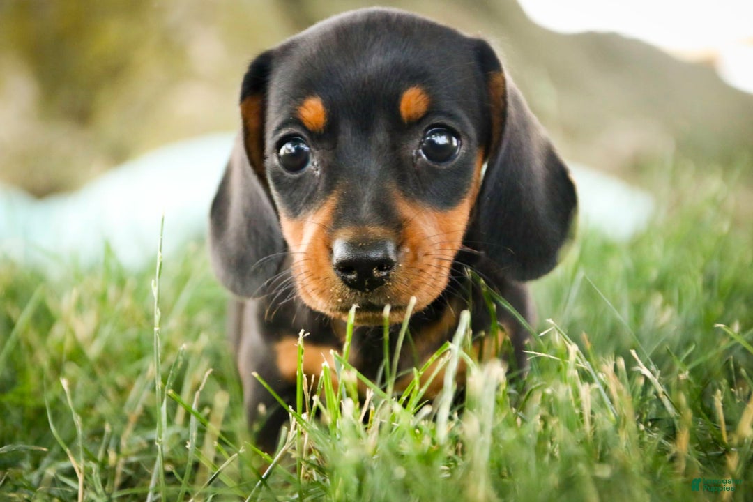 Miniature Dachshund dogs for sale: Heidi - Image 9