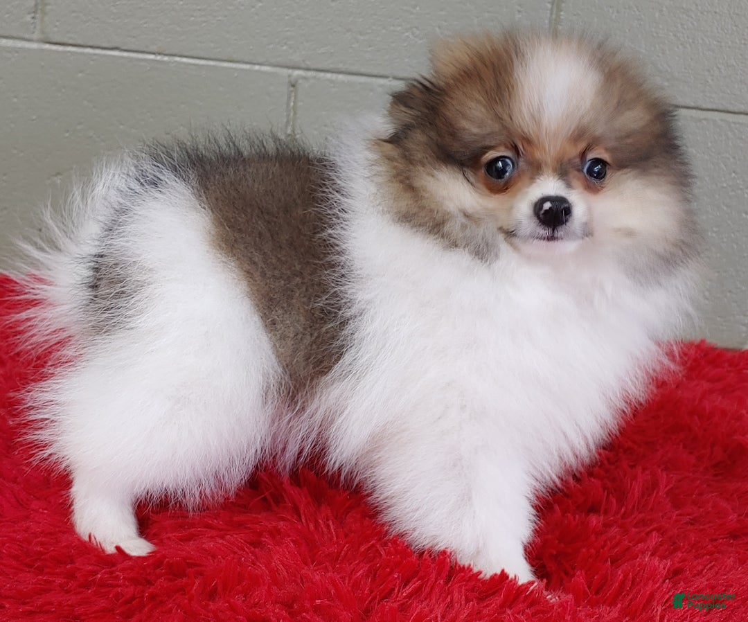 Pomeranian dogs for sale: Clark - Image 1