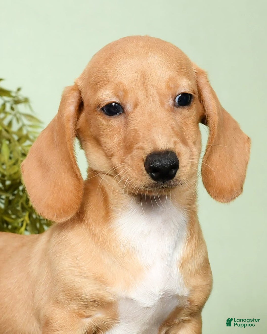 Miniature Dachshund dogs for sale: Dora - Image 3