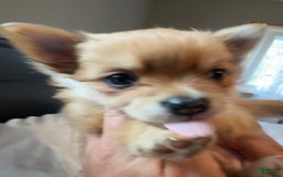 Pomeranian dogs for sale: Jill - Image 7