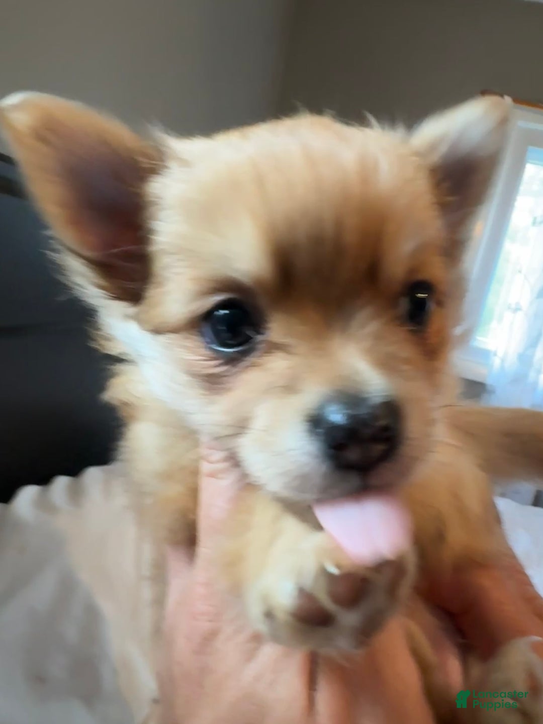 Pomeranian dogs for sale: Jill - Image 7