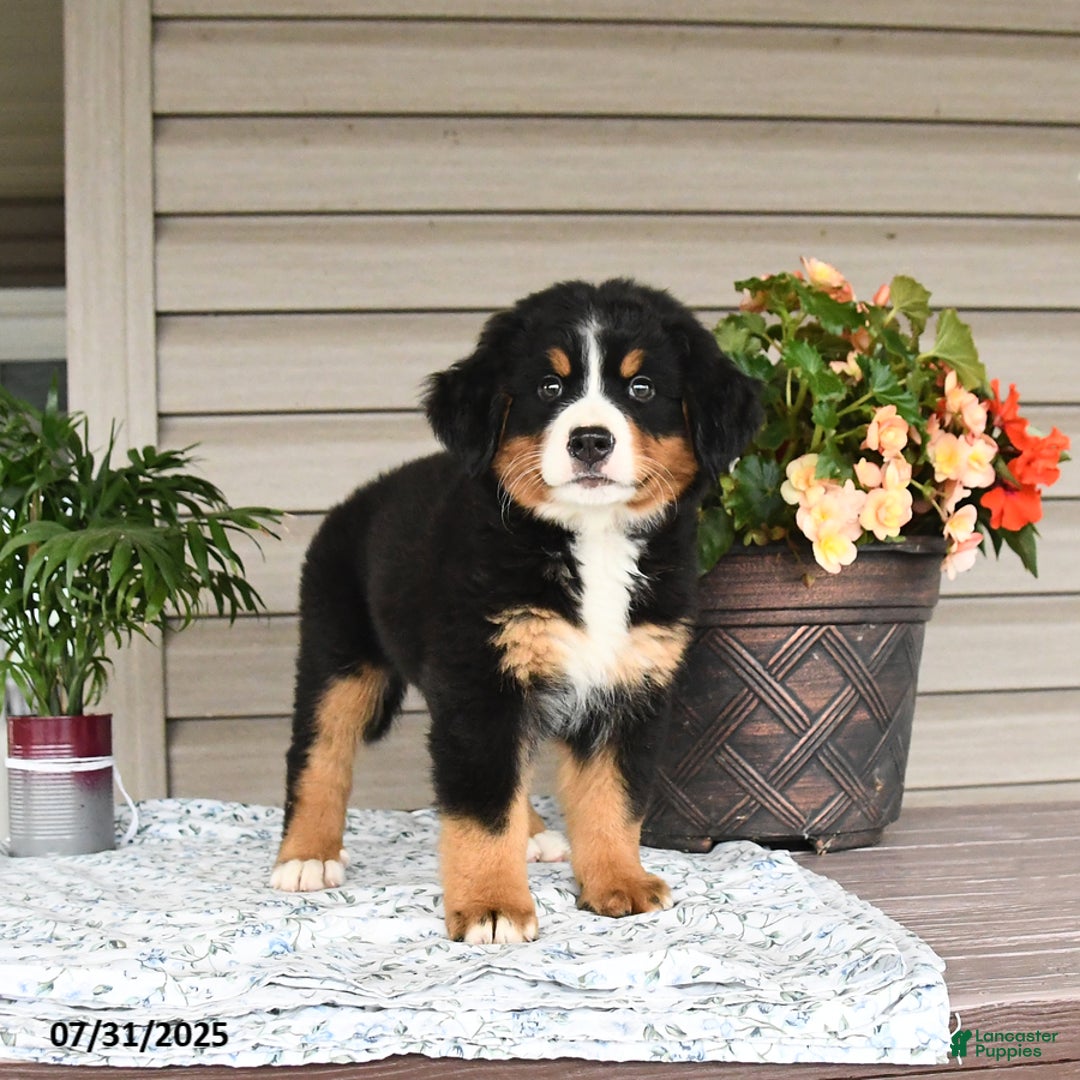 Bernese Mountain Dog dogs for sale: Bailey - Image 11