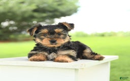 Yorkshire Terrier dogs for sale: Barkley - Image 2