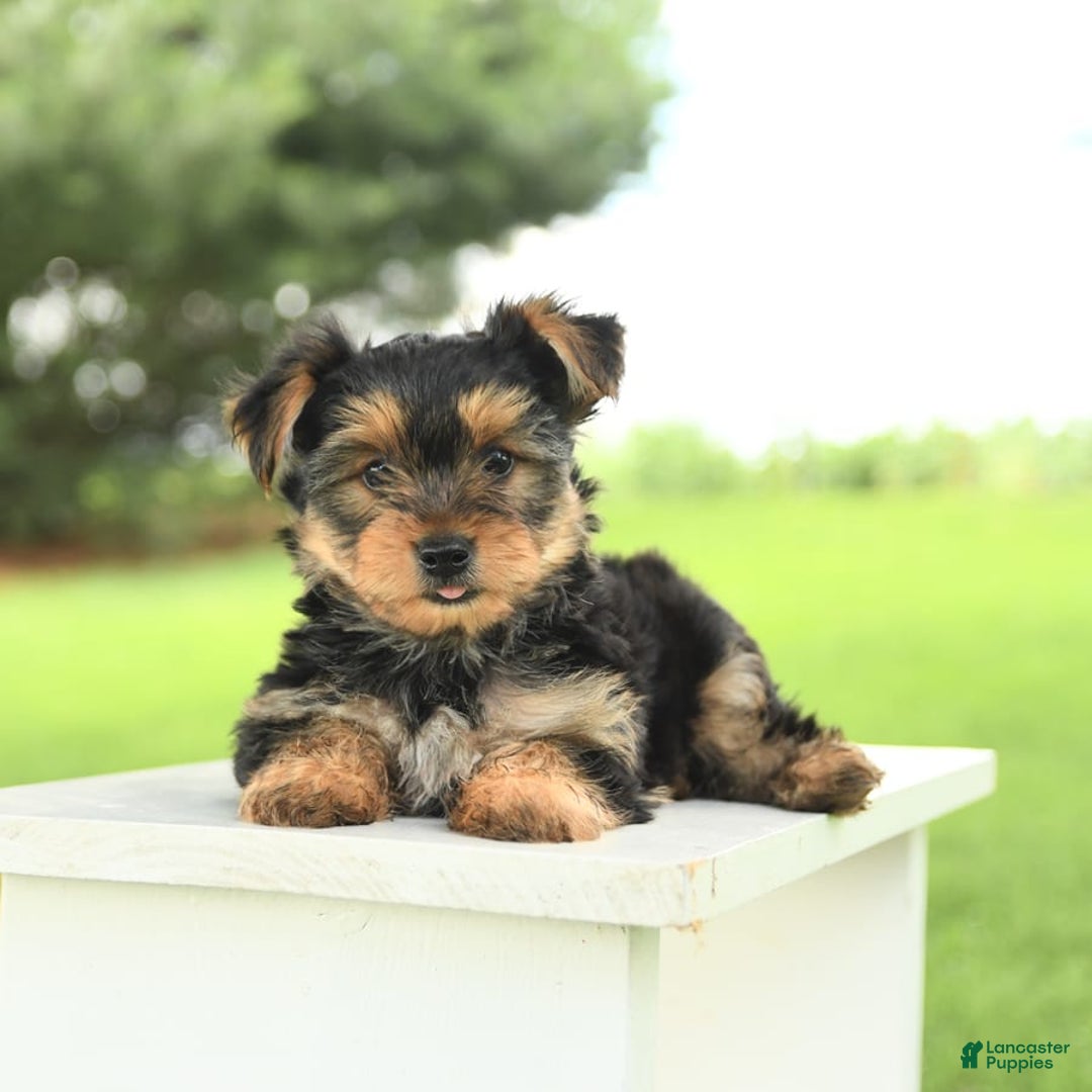 Yorkshire Terrier dogs for sale: Barkley - Image 2