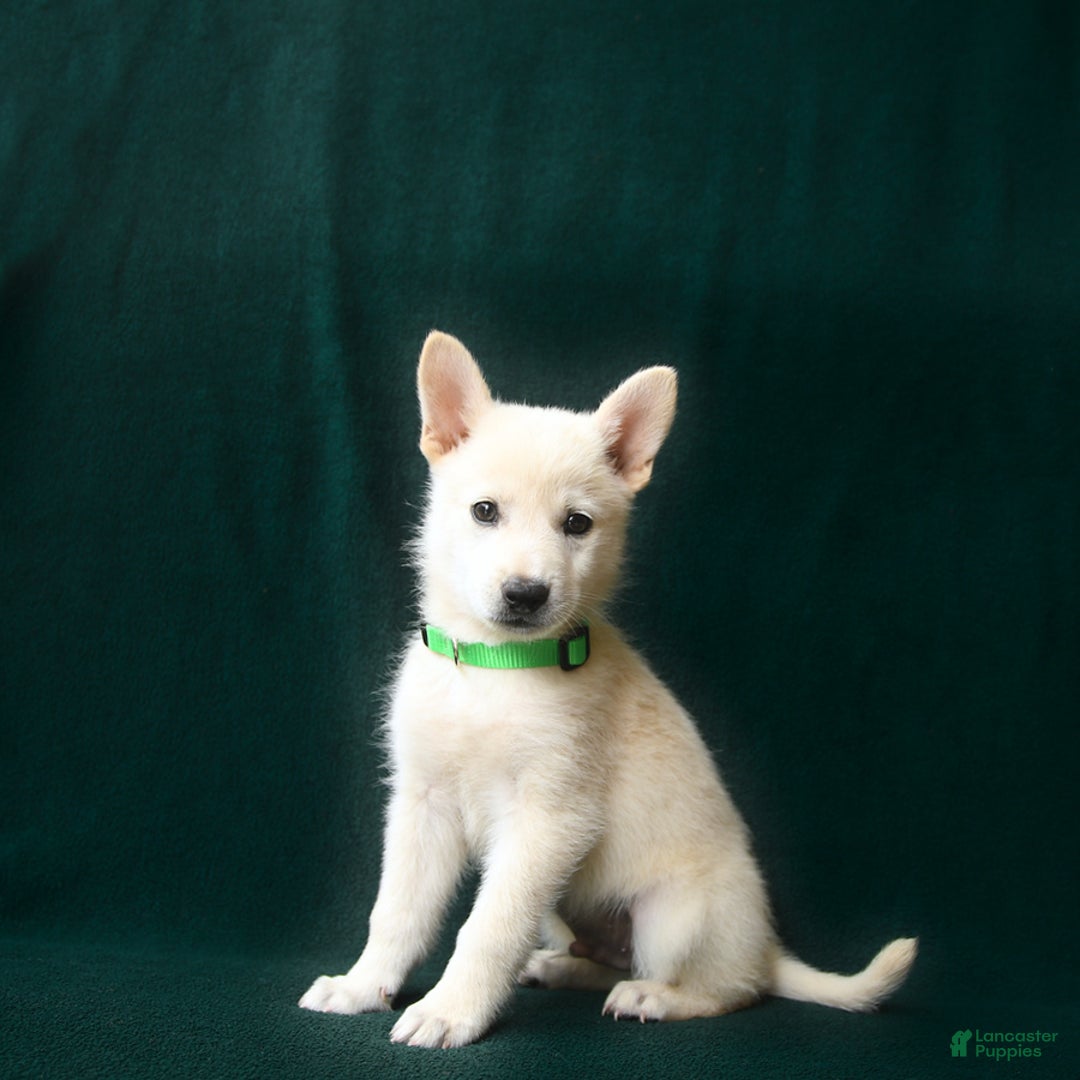 American Eskimo dogs for sale: Sebastian - Image 2