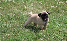 Pug dogs for sale: Pug 3 puppies - Image 13