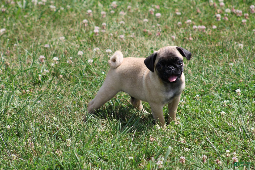 Pug dogs for sale: Pug 3 puppies - Image 13