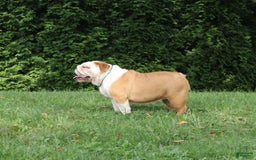 English Bulldog dogs for sale: Wiggles - Image 7
