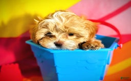 Maltipoo dogs for sale: Red Collared Boy - Image 14