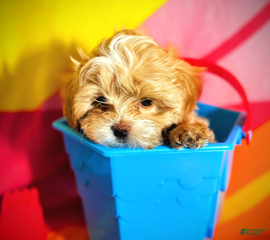 Maltipoo dogs for sale: Red Collared Boy - Image 14