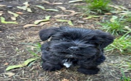 Miniature Schnauzer dogs for sale: Starlit - Image 1