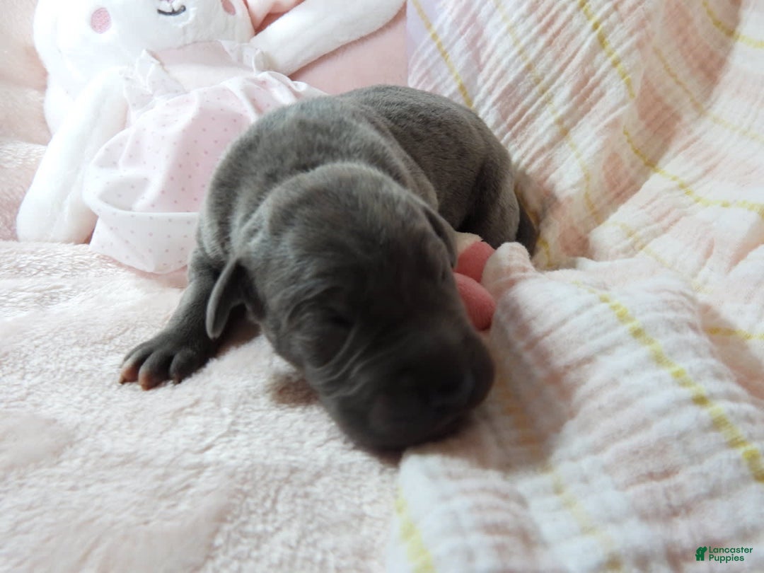 Great Dane dogs for sale: Sky - Image 4