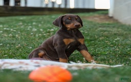 Doberman Pinscher dogs for sale: Dannie - Image 14