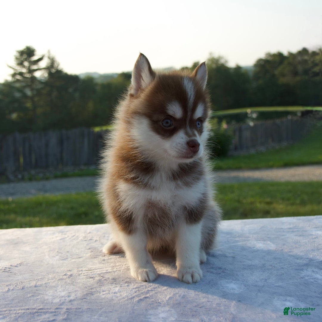 Pomsky dogs for sale: Misha - Image 7