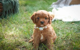 Cavalier King Charles Spaniel dogs for sale: Monty - Image 4