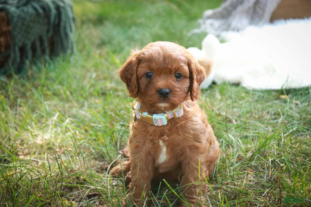 Cavalier King Charles Spaniel dogs for sale: Monty - Image 4