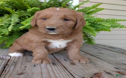Goldendoodle dogs for sale: Ben - Image 24