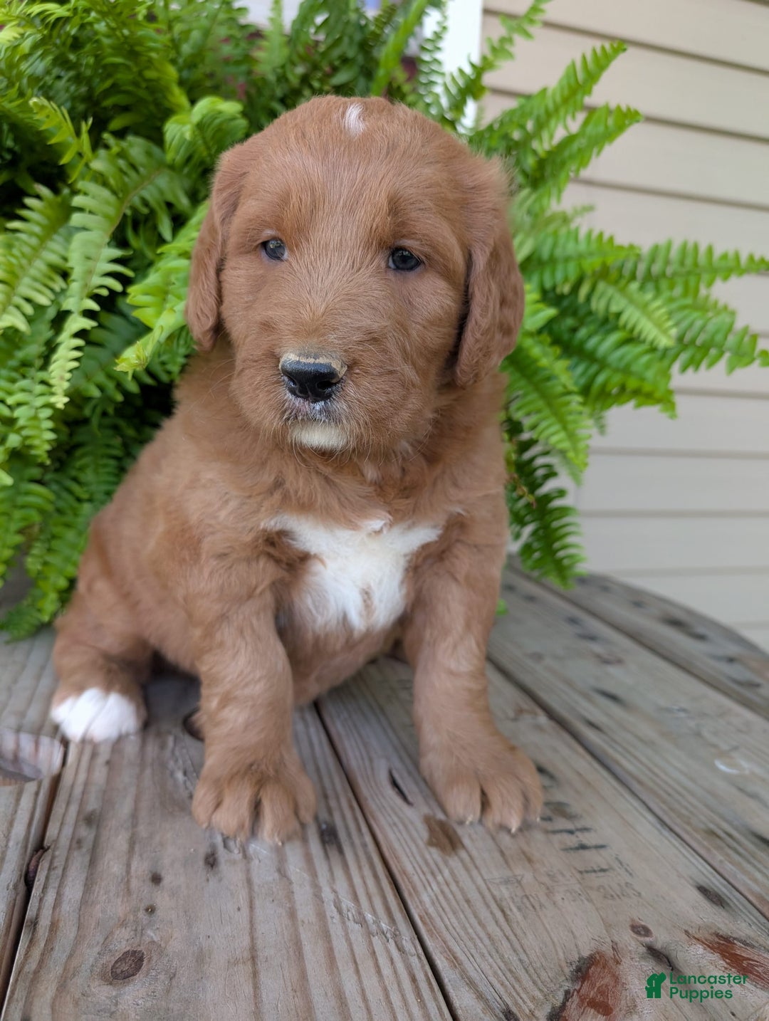 Goldendoodle dogs for sale: Ben - Image 24