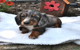 Miniature Dachshund dogs for sale: Musketeer - Special Needs - Image 5
