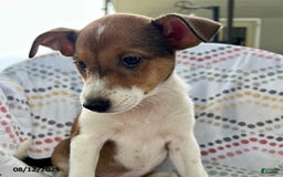 Jack Russell Terrier dogs for sale: Tahiti - Image 3