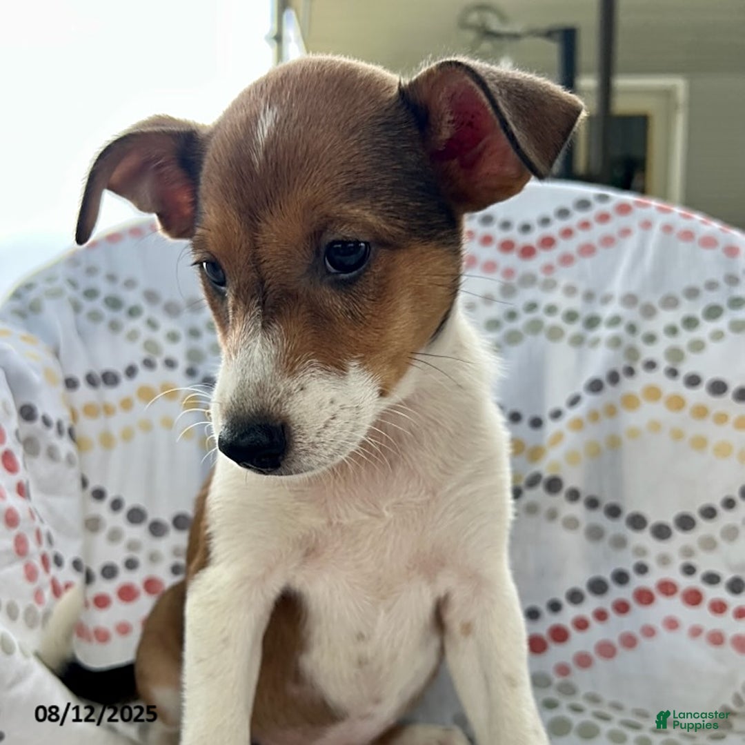 Jack Russell Terrier dogs for sale: Tahiti - Image 3