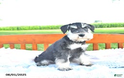 Miniature Schnauzer dogs for sale: Hallie - Image 5