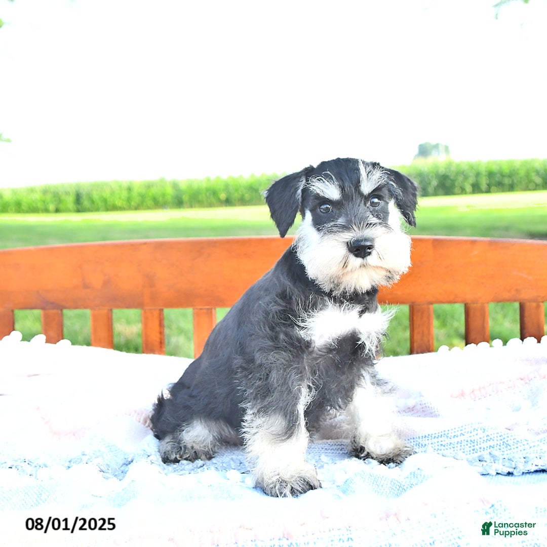 Miniature Schnauzer dogs for sale: Hallie - Image 5