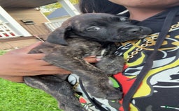 Cane Corso dogs for sale: Bruce - Image 1