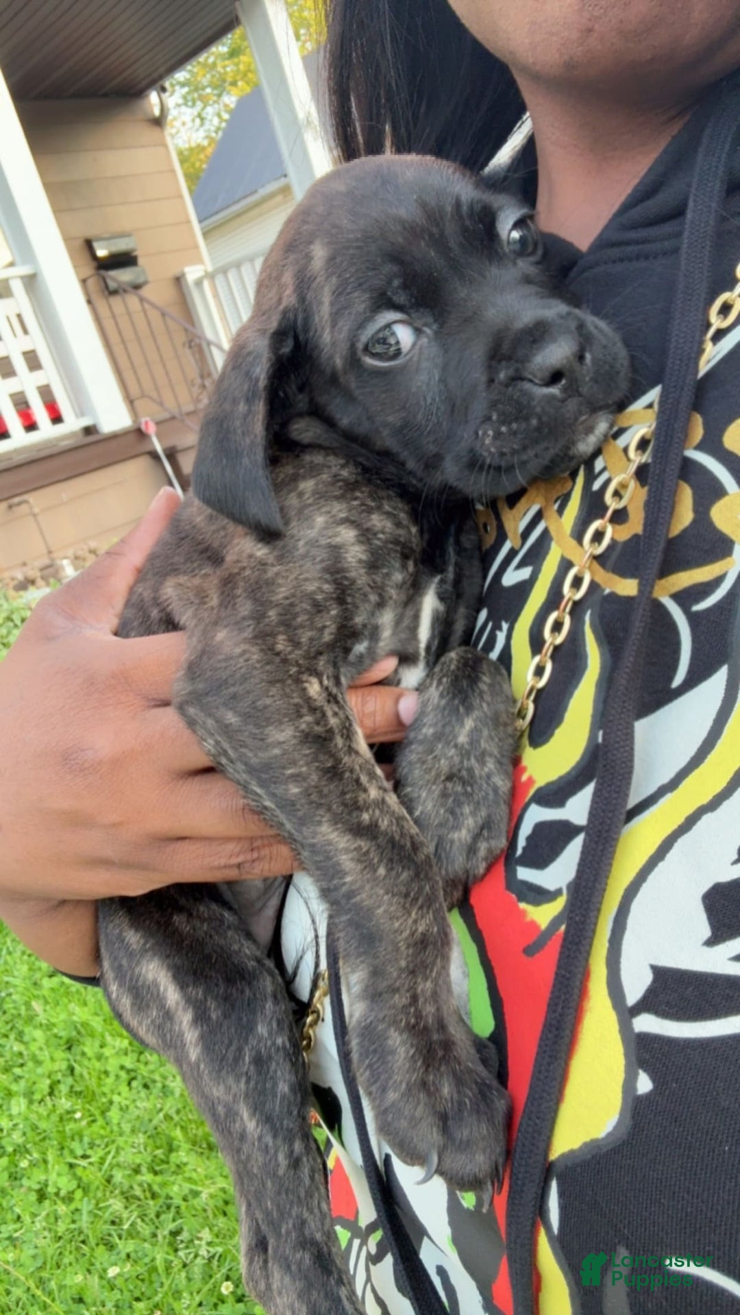 Cane Corso dogs for sale: Bruce - Image 1