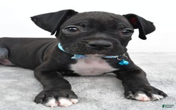 Boxer dogs for sale: Rexton - Image 1