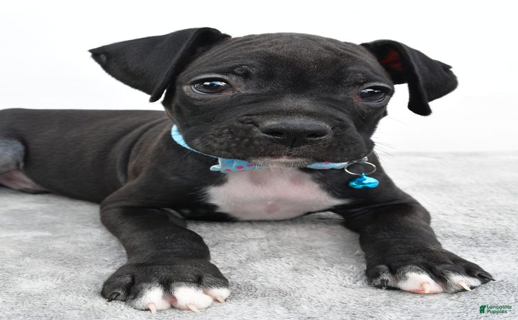 Boxer dogs for sale - Ad 1