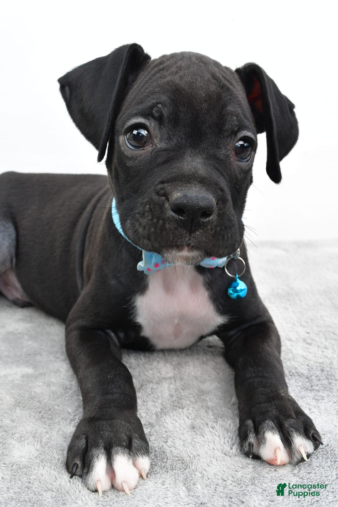Boxer dogs for sale: Rexton - Image 1