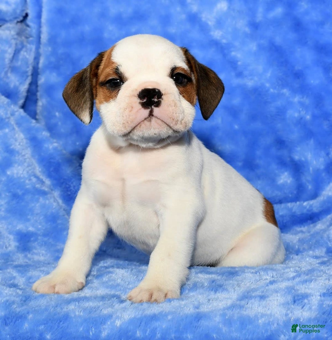 Beabull dogs for sale: Connor - Image 9