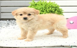 Pomeranian dogs for sale: Pomeranian 9 puppies - Image 26
