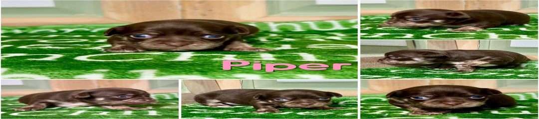 Piper Chocolate Short Coat