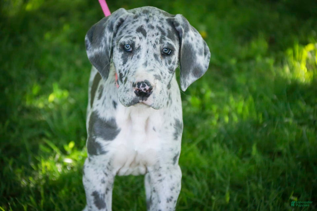 Great Dane dogs for sale: Jamaica - Image 25
