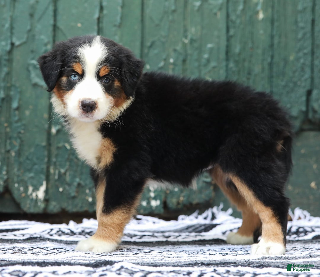 Australian Shepherd dogs for sale: Everleigh - Image 2