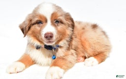 Miniature Australian Shepherd dogs for sale: Trooper - Image 6