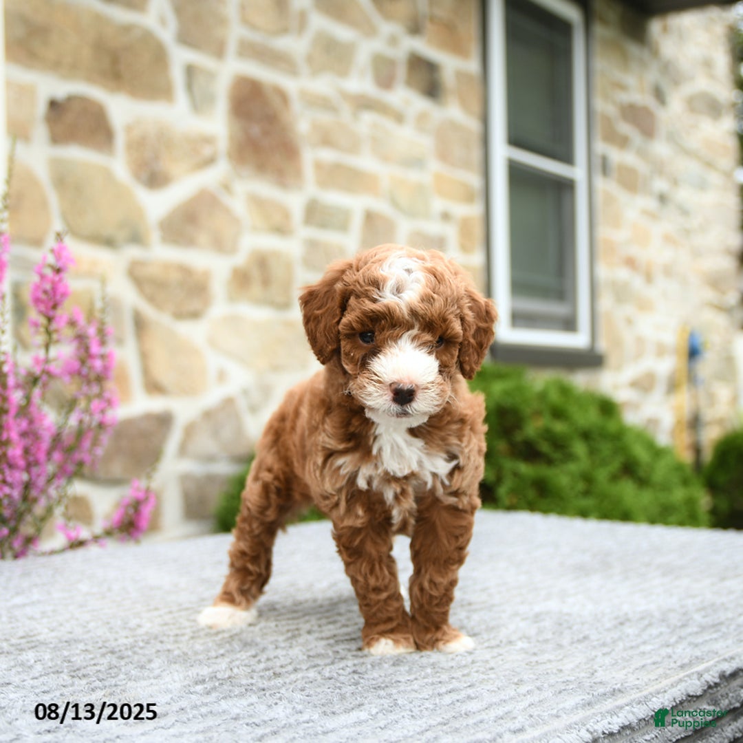 Mini Goldendoodle dogs for sale: Callie - Image 3