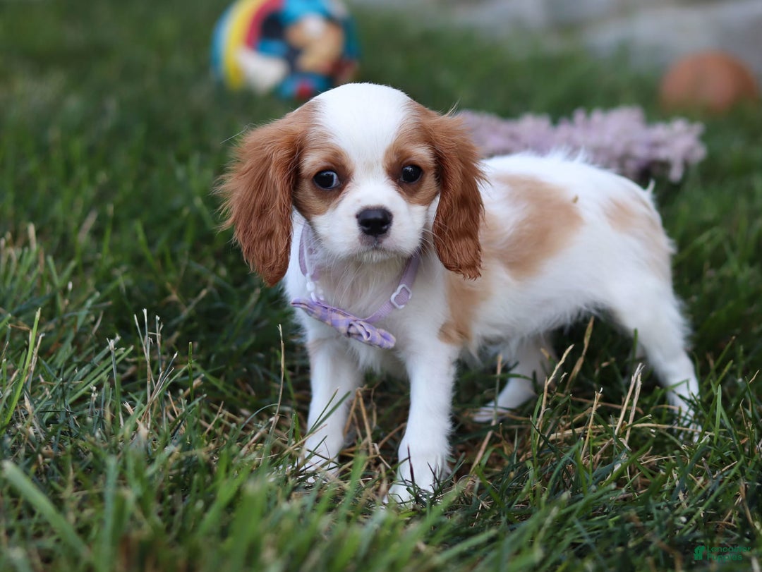 Cavalier King Charles Spaniel dogs for sale: Mindy - Image 1