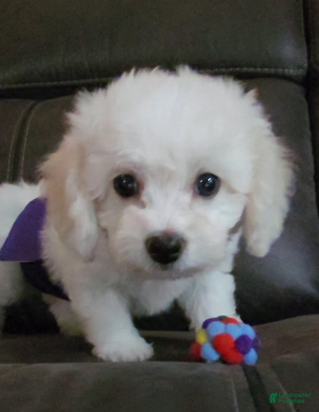 Cavachon dogs for sale: Kevin - Image 6