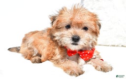 Morkie dogs for sale: Ritz Teacup - Image 1