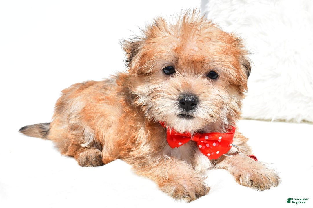 Morkie dogs for sale: Ritz Teacup - Image 1