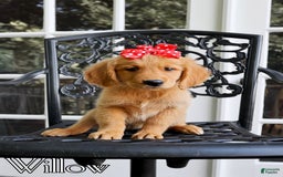 Golden Retriever dogs for sale: Willow - Image 4